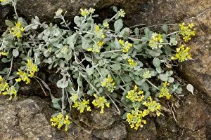 Images Dated 19th March 2009: An endemic Alison, Alyssum akamassicum, on the Akamas Peninsula; Greek Cyprus (south)