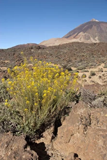 Endemic high elevation shrub with yellow