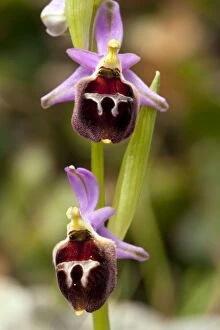 Images Dated 19th April 2011: An Endemic Orchid - in flower