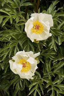 An endemic paeony