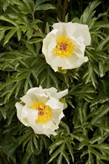 Crete Prints: An endemic paeony Paeonia clusii ssp. clusii in the White Mountains, Crete