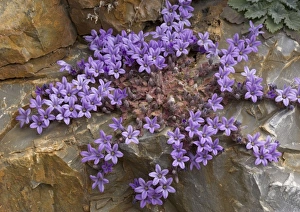 Images Dated 1st April 2005: An endemic Peloponnese rock bellflower. Mani peninsula. Greece