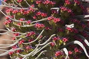 Endemic plant in bloom (Echium wildpretii)