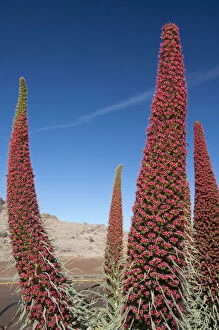 Endemic plant in bloom, Red bugloss (Echium)
