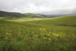 Images Dated 10th January 2008: Endemic Plants - Tanzania - Africa - Kitulo Natural Park is home to 40 different species of orchids