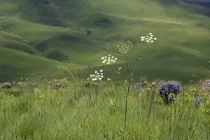 Endemic Plants - Tanzania - Africa - Kitulo Natural Park is home to 40 different species of orchids and is the largest and probably most important plateau grassland in East Africa
