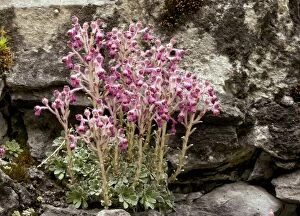 Endemic Saxifrage - on limestone in the Trigrad gorge