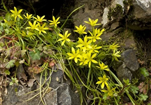 Images Dated 21st March 2009: An endemic Star-of-Bethlehem Gagea juliae, Troodos Mountains; Greek Cyprus (south)