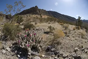 Engelmann's hedgehog cacti, with joshua tree and other desert species. Joshua Tree Natural Area, Utah, USA
