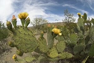 Engelmanns Prickly Pear Cacti - with flowers