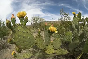 Prickly Pear Prints: Engelmann's Prickly Pear Cacti Plant with flowers Saguaro National Park, Arizona