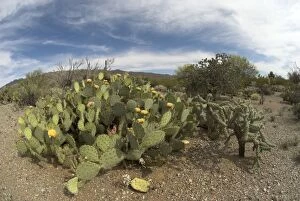 Images Dated 4th May 2007: Engelmann's Prickly Pear Cacti Whole plant showing flowers Saguaro National Park, Arizona