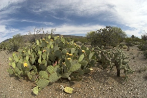 Images Dated 4th May 2007: Engelmann's Prickly Pear Cacti Whole plant showing flowers Saguaro National Park, Arizona