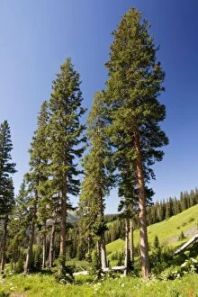 Images Dated 27th July 2009: Engelman's Spruce - in Rustler's Gulch, Maroon Bells-Snowmass Wilderness