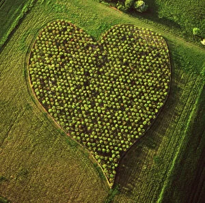 Farmland Collection: England - Aerial view, Heart Orchard, near Huish Hill Earthwork, Oare, Wiltshire