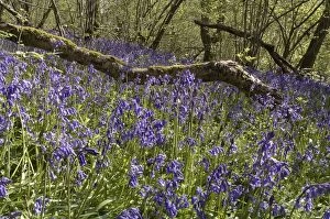 English Bluebells - flowering in a small woodland