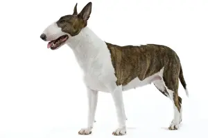 English Bull Terrier