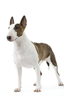 Images Dated 11th March 2006: English Bull Terrier