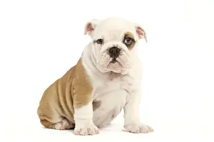 English Bulldog