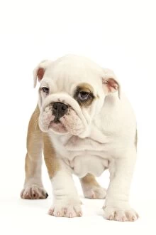 Images Dated 24th June 2000: English Bulldog