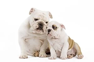 English Bulldog - adult and puppy