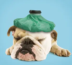 Get Well Prints: English Bulldog - with ice pack Digital Manipulation: Ice pack LA. Colour background
