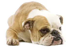 English Bulldog - lying in studio