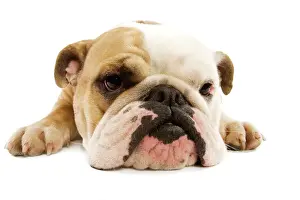 English Bulldog - lying in studio