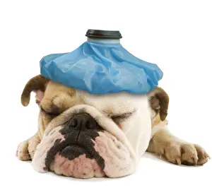 English Bulldog - lying in studio, with ice pack head Digital Manpulation: Ice pack (LA)