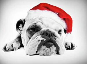 Utility Breeds Collection: English Bulldog - lying in studio wearing a Christmas hat Digital Manipulation: Hat (Su)