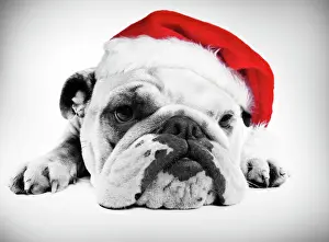 Hats Prints: English Bulldog - lying in studio wearing a Christmas hat Digital Manipulation: Hat (Su)