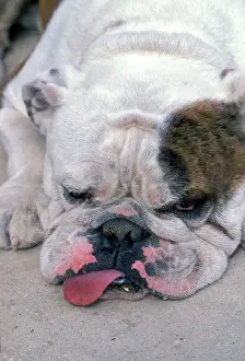 Ugly Prints: English Bulldog - Lying down with tongue sticking out