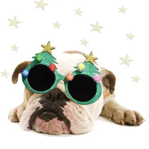Christmas Prints: English Bulldog - lying down wearing Christmas glasses Digital Manipulation: Glasses & stars (Su)