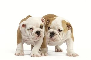 Images Dated 24th June 2000: English Bulldog - two puppies