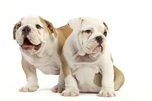English Bulldog - two puppies