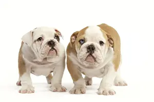 English Bulldog - two puppies