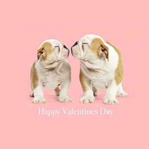English Bulldog - two puppies about to kiss, embrace
