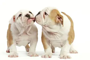 Kissing Prints: English Bulldog - two puppies kissing