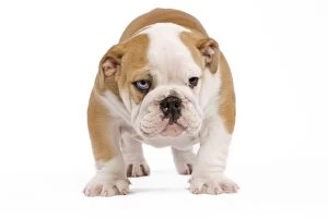 Images Dated 24th June 2000: English Bulldog - puppy