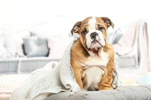 Images Dated 6th November 2020: English Bulldog puppy indoors
