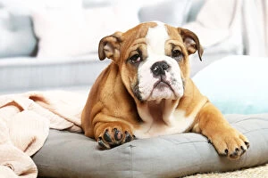 Images Dated 6th November 2020: English Bulldog puppy indoors