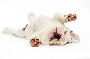 Rolling Prints: English Bulldog - puppy lying in studio