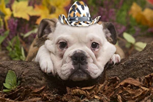 Images Dated 31st March 2020: English Bulldog puppy outdoors in Autumn with cowboy hat