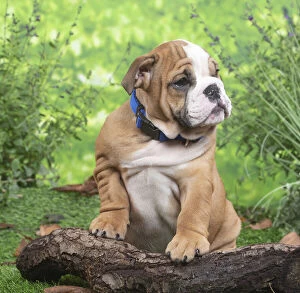 Images Dated 6th November 2020: English Bulldog puppy outside in the garden