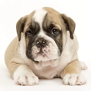 English Bulldog - puppy in studio