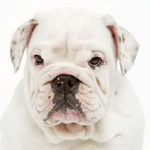 Grumpy Prints: English Bulldog - in studio