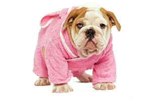 English Bulldog - in studio wearing pink dressing gow