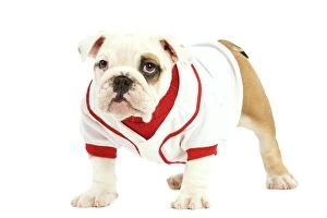 English Bulldog - in studio wearing red & white top