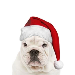 English Bulldog - wearing Christmas hat
