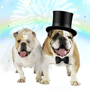 English Bulldogs, pair under rainbow firework & confetti wearing wedding clothes English Bulldogs